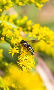 Preview wallpaper bee, insect, flowers, macro, yellow