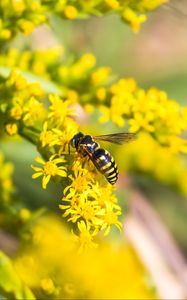 Preview wallpaper bee, insect, flowers, macro, yellow