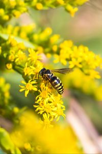 Preview wallpaper bee, insect, flowers, macro, yellow