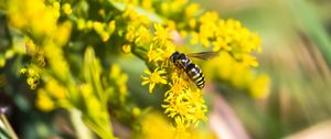 Preview wallpaper bee, insect, flowers, macro, yellow