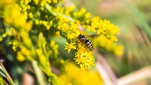 Preview wallpaper bee, insect, flowers, macro, yellow