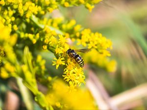 Preview wallpaper bee, insect, flowers, macro, yellow