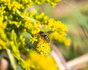 Preview wallpaper bee, insect, flowers, macro, yellow