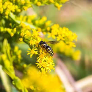 Preview wallpaper bee, insect, flowers, macro, yellow