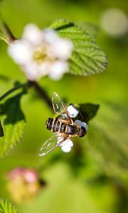 Preview wallpaper bee, insect, flowers, leaves, macro