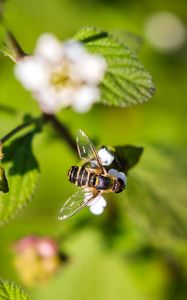 Preview wallpaper bee, insect, flowers, leaves, macro