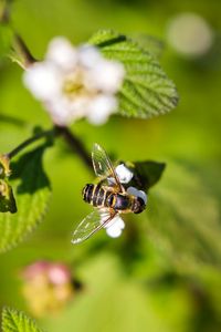 Preview wallpaper bee, insect, flowers, leaves, macro