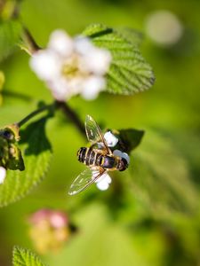 Preview wallpaper bee, insect, flowers, leaves, macro