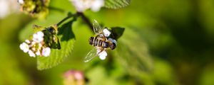 Preview wallpaper bee, insect, flowers, leaves, macro