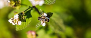 Preview wallpaper bee, insect, flowers, leaves, macro