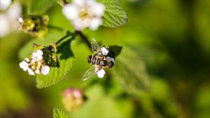 Preview wallpaper bee, insect, flowers, leaves, macro