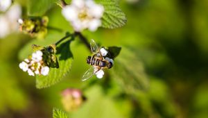 Preview wallpaper bee, insect, flowers, leaves, macro