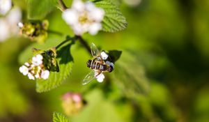 Preview wallpaper bee, insect, flowers, leaves, macro