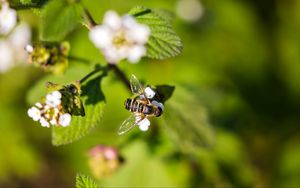 Preview wallpaper bee, insect, flowers, leaves, macro