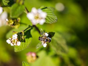 Preview wallpaper bee, insect, flowers, leaves, macro