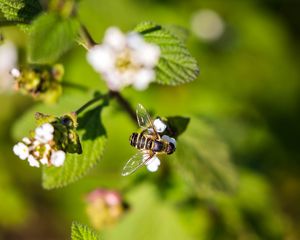 Preview wallpaper bee, insect, flowers, leaves, macro