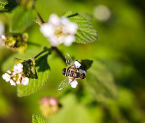 Preview wallpaper bee, insect, flowers, leaves, macro