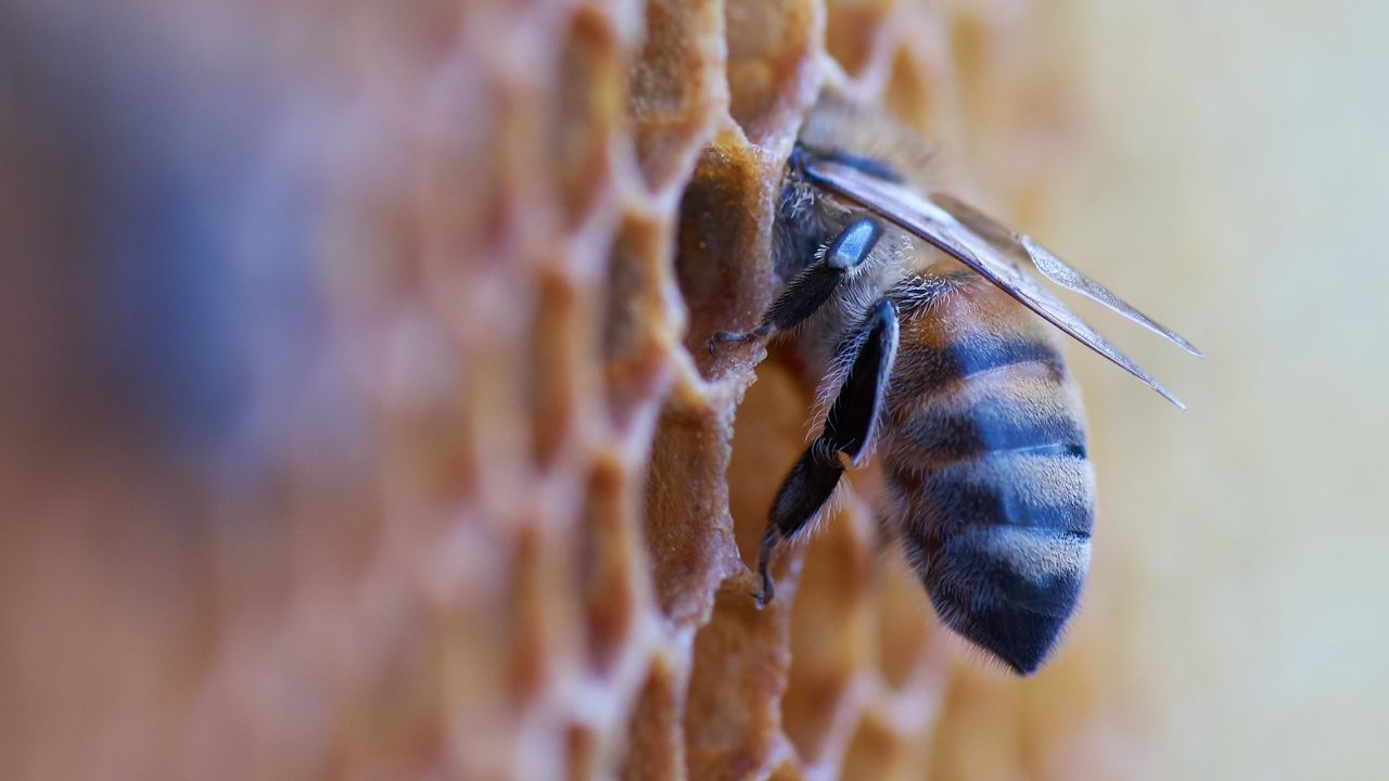Wallpaper bee, insect, honeycomb, macro