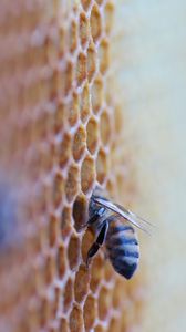 Preview wallpaper bee, insect, honeycomb, macro