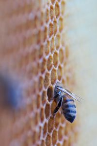 Preview wallpaper bee, insect, honeycomb, macro