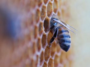 Preview wallpaper bee, insect, honeycomb, macro