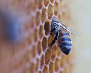 Preview wallpaper bee, insect, honeycomb, macro