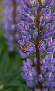 Preview wallpaper bee, insect, lupine, flower