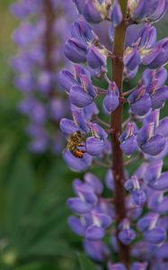 Preview wallpaper bee, insect, lupine, flower