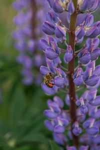 Preview wallpaper bee, insect, lupine, flower