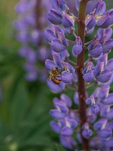 Preview wallpaper bee, insect, lupine, flower