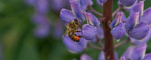 Preview wallpaper bee, insect, lupine, flower