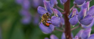 Preview wallpaper bee, insect, lupine, flower