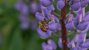 Preview wallpaper bee, insect, lupine, flower