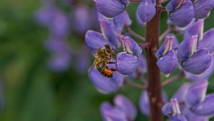 Preview wallpaper bee, insect, lupine, flower