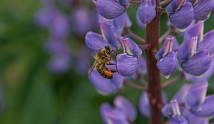 Preview wallpaper bee, insect, lupine, flower