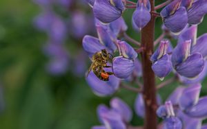 Preview wallpaper bee, insect, lupine, flower