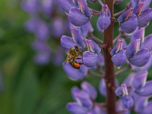 Preview wallpaper bee, insect, lupine, flower