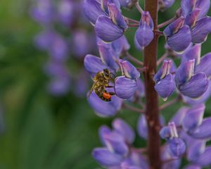 Preview wallpaper bee, insect, lupine, flower