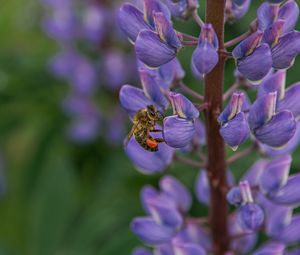 Preview wallpaper bee, insect, lupine, flower