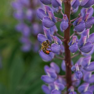 Preview wallpaper bee, insect, lupine, flower