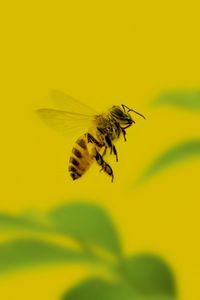 Preview wallpaper bee, insect, macro, yellow