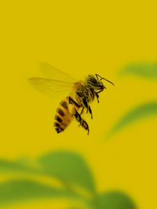 Preview wallpaper bee, insect, macro, yellow