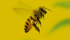 Preview wallpaper bee, insect, macro, yellow