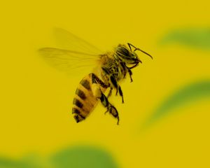 Preview wallpaper bee, insect, macro, yellow