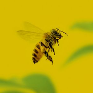 Preview wallpaper bee, insect, macro, yellow