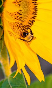 Preview wallpaper bee, insect, sunflower, petals, macro, yellow