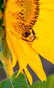 Preview wallpaper bee, insect, sunflower, petals, macro, yellow
