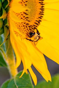 Preview wallpaper bee, insect, sunflower, petals, macro, yellow