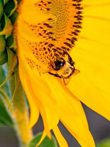 Preview wallpaper bee, insect, sunflower, petals, macro, yellow