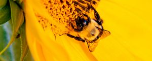 Preview wallpaper bee, insect, sunflower, petals, macro, yellow